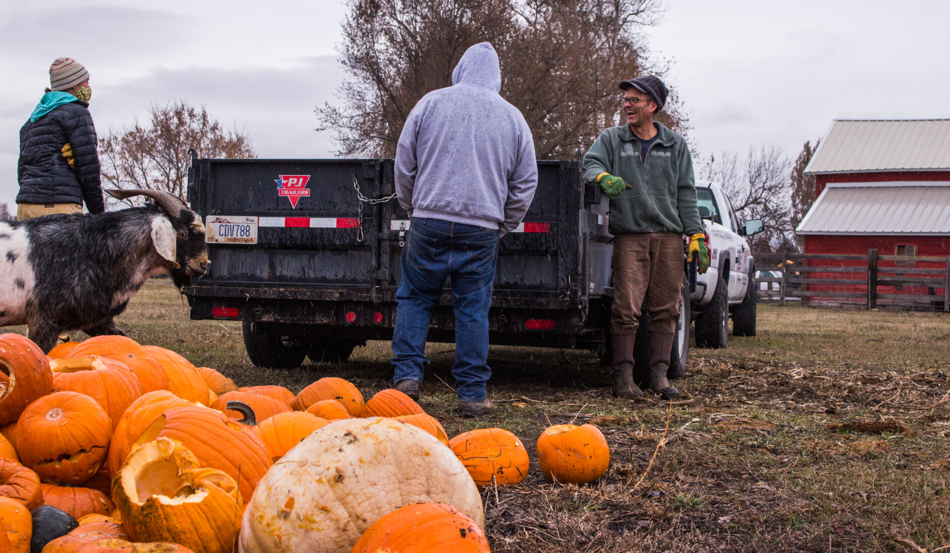 Pumpkin Re-harvest 08
